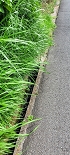 Plants: image 80 Of 208 Thumb